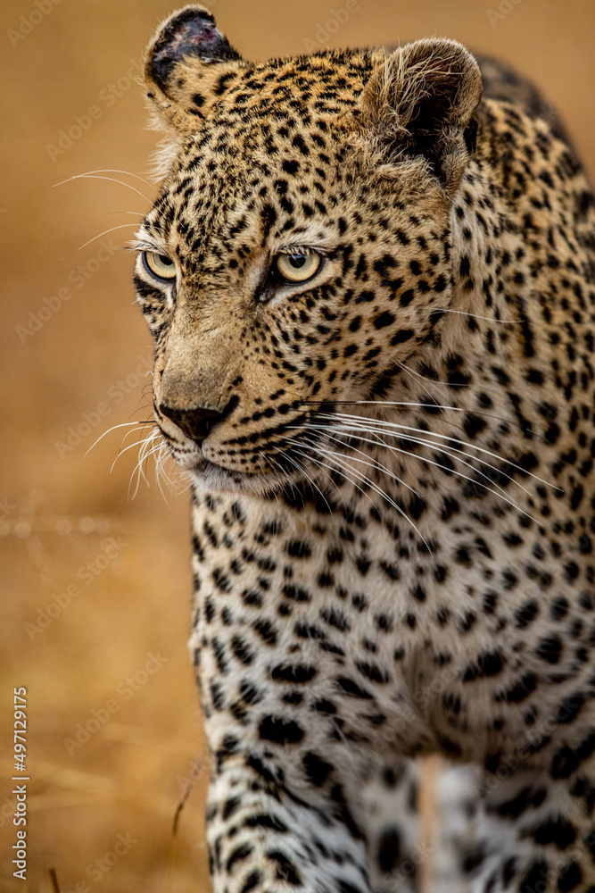 Close up of a female Leopard in the Kruger. Close up of a female Leopard in the Kruger.