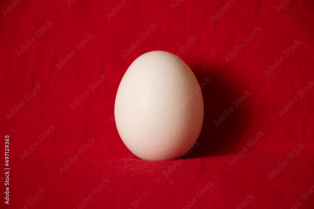 One white chicken egg on a red background close up One white chicken egg on a red background close up