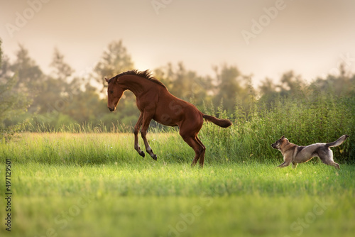 Foal play with dog