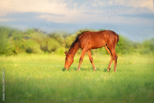 Beautiful foal on green meadow