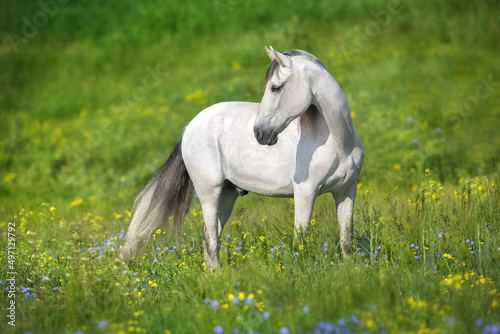 Slika na platnu White horse in spring meadow