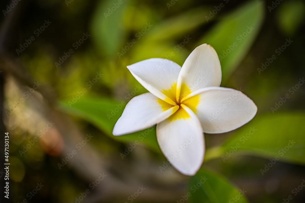 Yellow white frangipani flower on a green foliage background. Blooming floral closeup, spa, wellbeing concept. Exotics nature pattern, flower alone, peaceful relaxing natural island garden plant