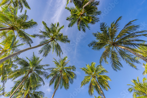 Palm trees with a clear blue sky. Exotic tropical nature pattern, foliage. Green trees under blue sky. Idyllic natural landscape background, beautiful botany ecology concept