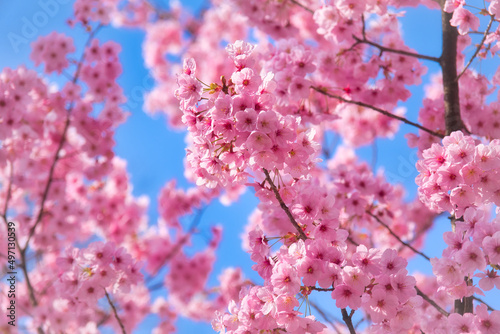 原宿の綺麗なピンク色の満開に咲いた桜