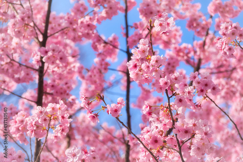 原宿の綺麗なピンク色の満開に咲いた桜