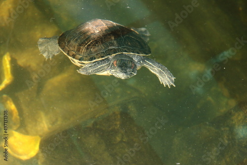 River turtle in the habitat. Turtle in the water and on wooden platforms.