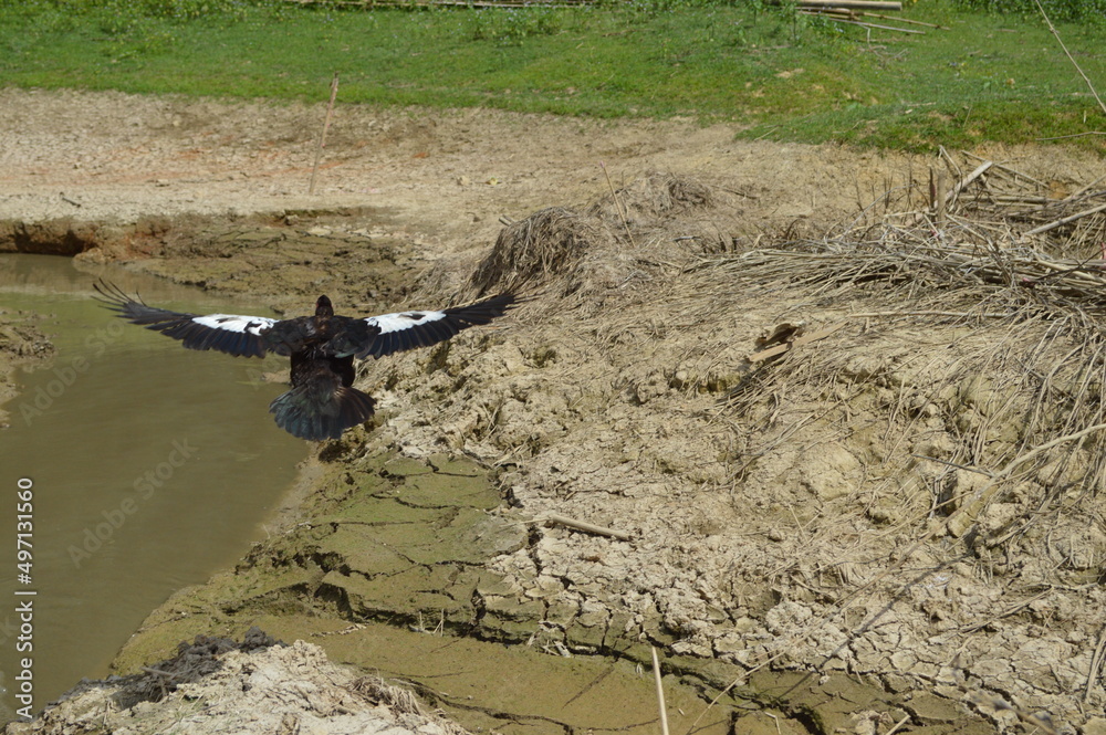 Naklejka premium ducks swim and fly in taruko which is drying up