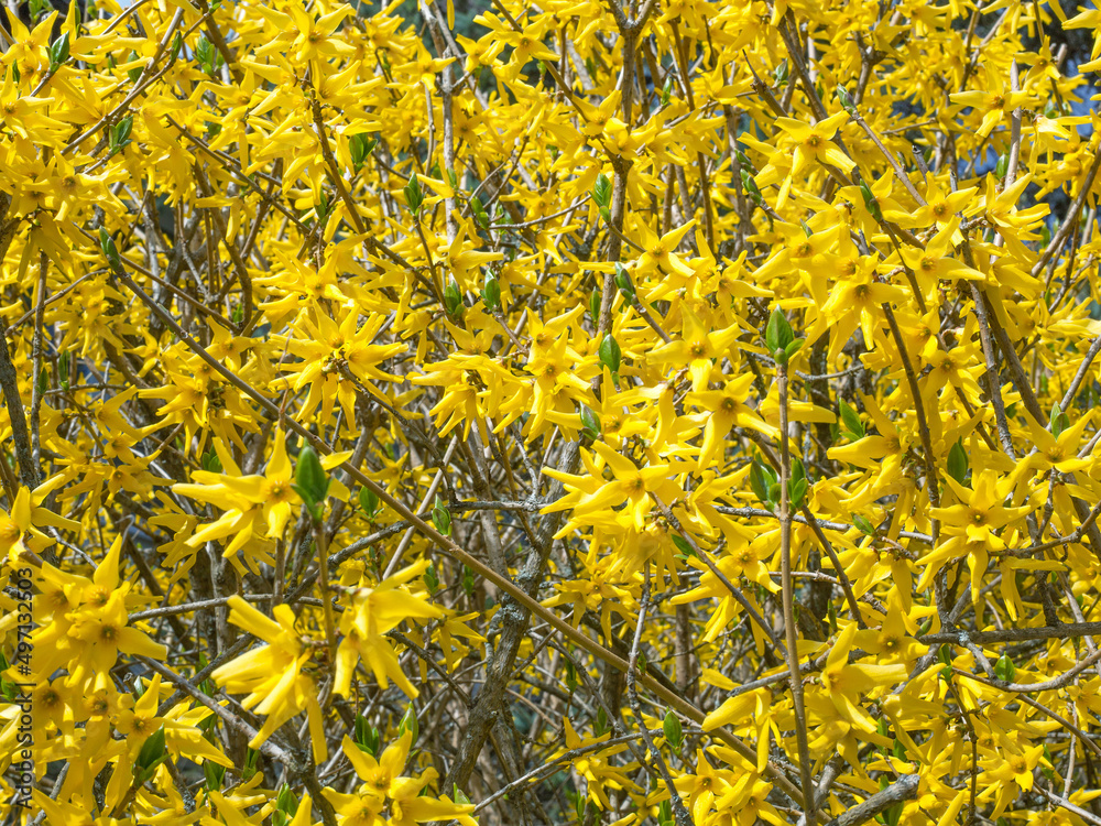 Background of yellow bushes of Forsythia flowers in full bloom Background of yellow bushes of Forsythia flowers in full bloom