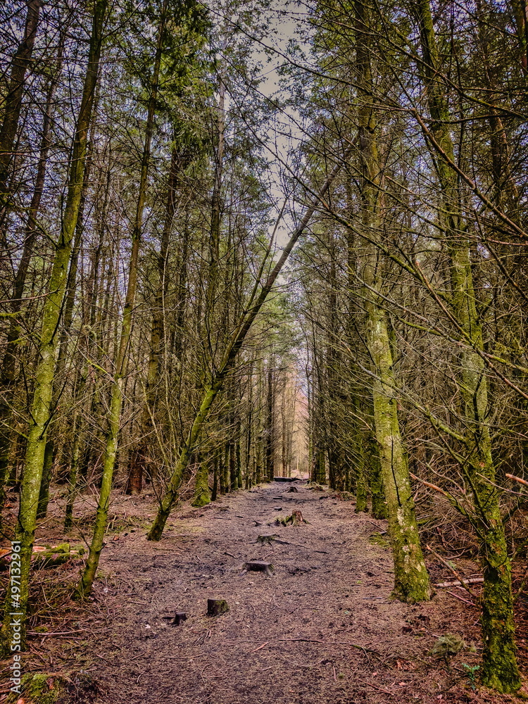 path in the woods path in the woods