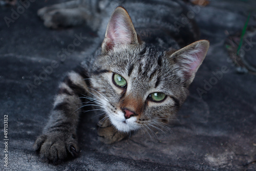 Young tabby homeless cat lies on the ground and looks at you soulful gaze. Close-up green eyes, cute muzzle, holds out a paw. Photography with dark blurred background and selective focus.