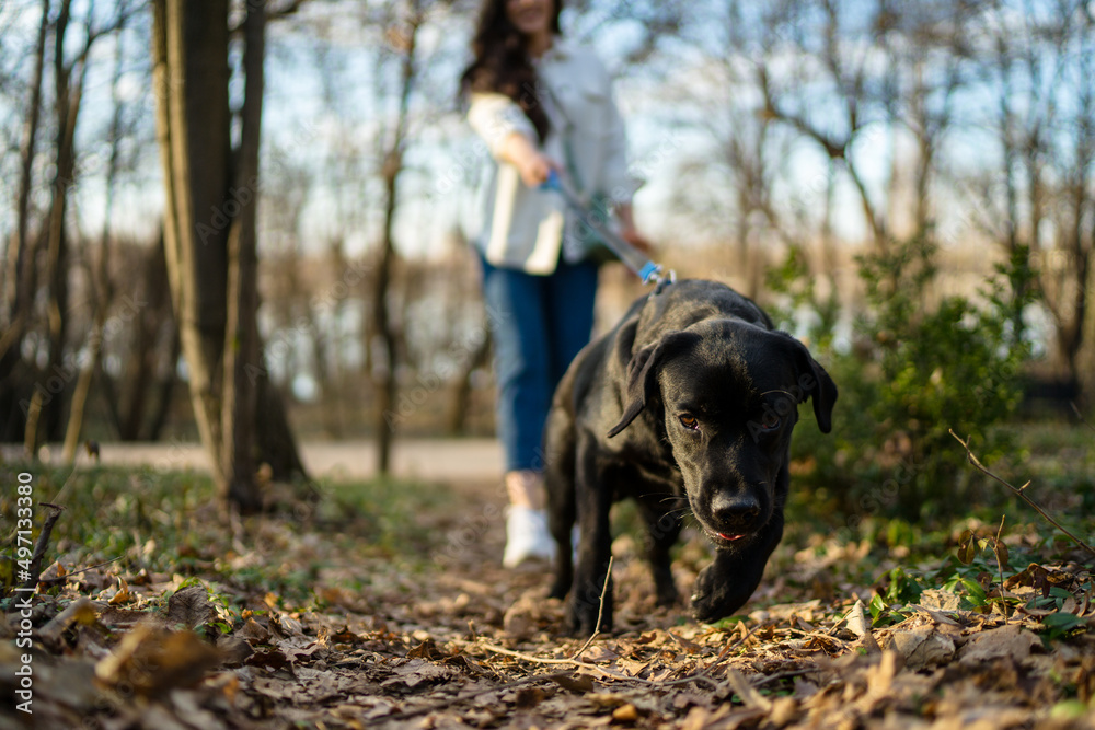 A large dog drags a pet owner into the park. A woman walks with her black Labrador outdoors