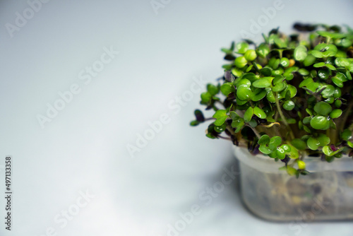 Growing microgreens in container at home. Isolated on background. Gardener planting young seedlings of parsley in vegetable garden or laboratory.  Home gardening. Growing healthy food concept.