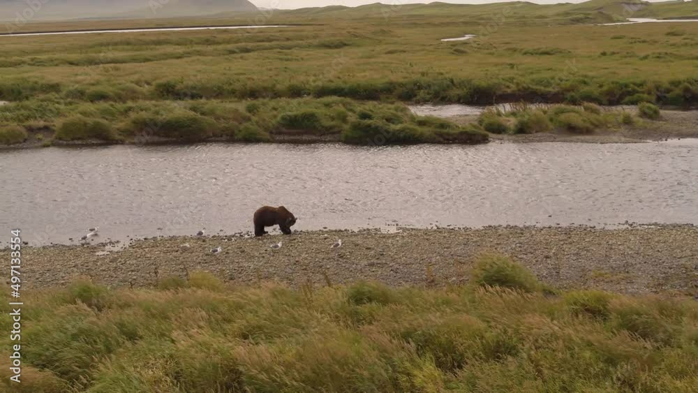 Aerial View Brown Bears Hunting For Sockeye Salmon Aerial View Brown Bears Hunting For Sockeye Salmon