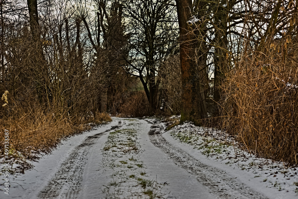 Kręta , gruntowa droga biegnąca przez zadrzewiony obszar ( las) zimą , posypana śniegiem . - obrazy, fototapety, plakaty 