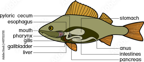 Scheme of structure of fish digestive system. Educational material with structure of perch (Perca fluviatilis) for biology lesson