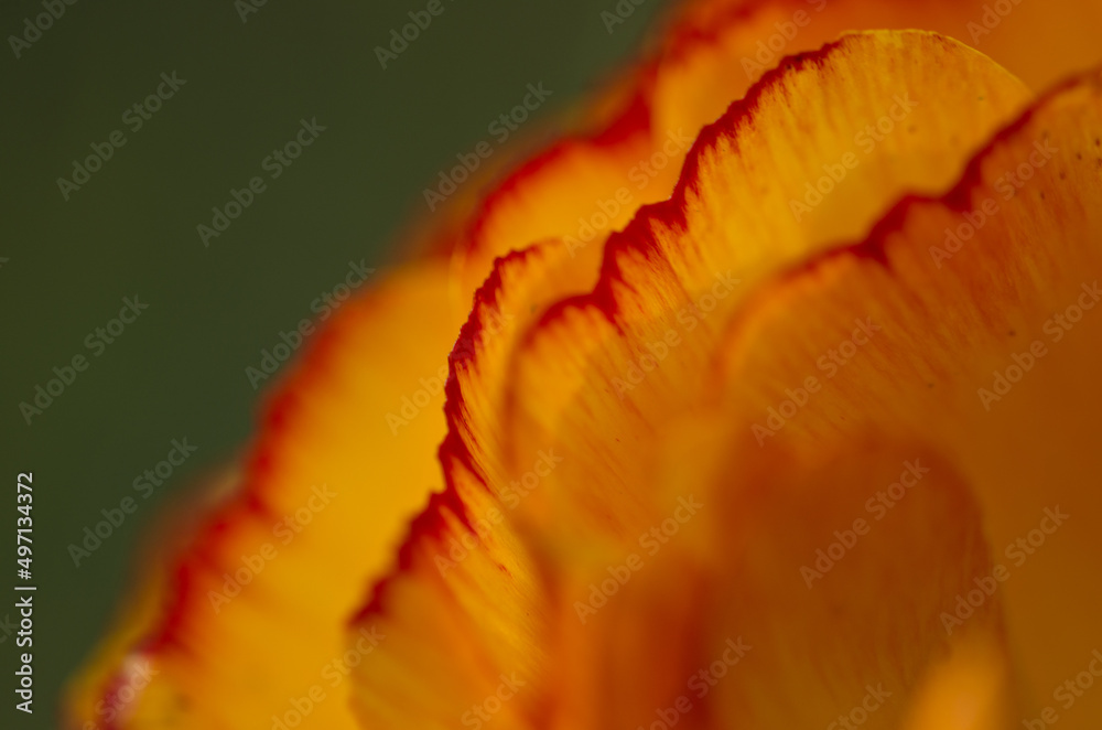 leafs of the blossom of an orange buttercup, macro leafs of the blossom of an orange buttercup, macro