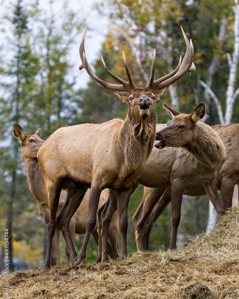 Elk Stock Photo and Image. Elk Antlers bugling guarding his herd of cows elk with a forest background in their environment and habitat surrounding.