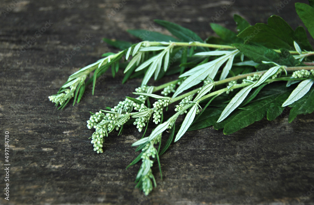 Obraz premium Some fresh branches of wormwood plant with seeds focused on rustic wooden table close up