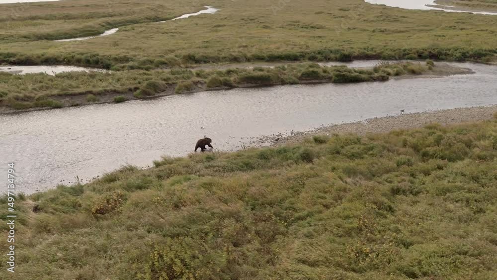 Aerial View Brown Bears Hunting For Sockeye Salmon Aerial View Brown Bears Hunting For Sockeye Salmon