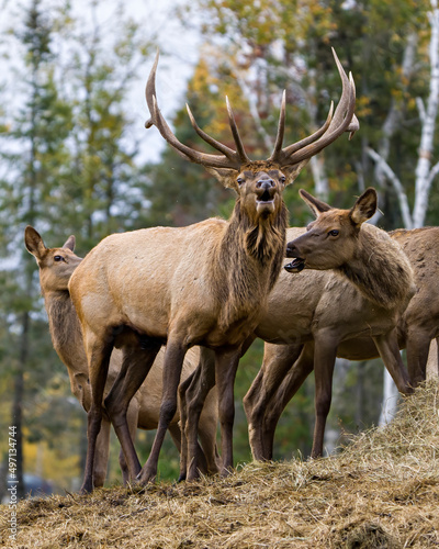 Elk Stock Photo and Image. Elk Antlers bugling guarding his herd of cows elk with a forest background in their environment and habitat surrounding.