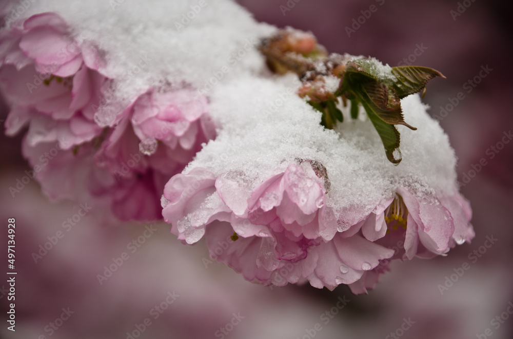 A branch of a japanese flowering cherry tree with light pastel pink blossoms with white snow A branch of a japanese flowering cherry tree with light pastel pink blossoms with white snow