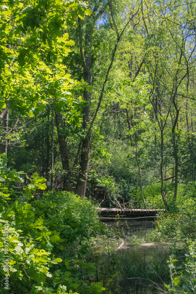 petit pont en bois sur un ruisseau dans une forêt verdoyante au printemps