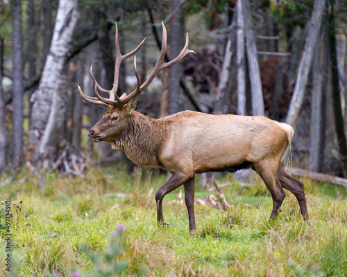 Elk Stock Photo and Image. Male buck walking in the forest with a close-side view and displaying its antlers and brown fur coat in its environment and habitat surrounding.