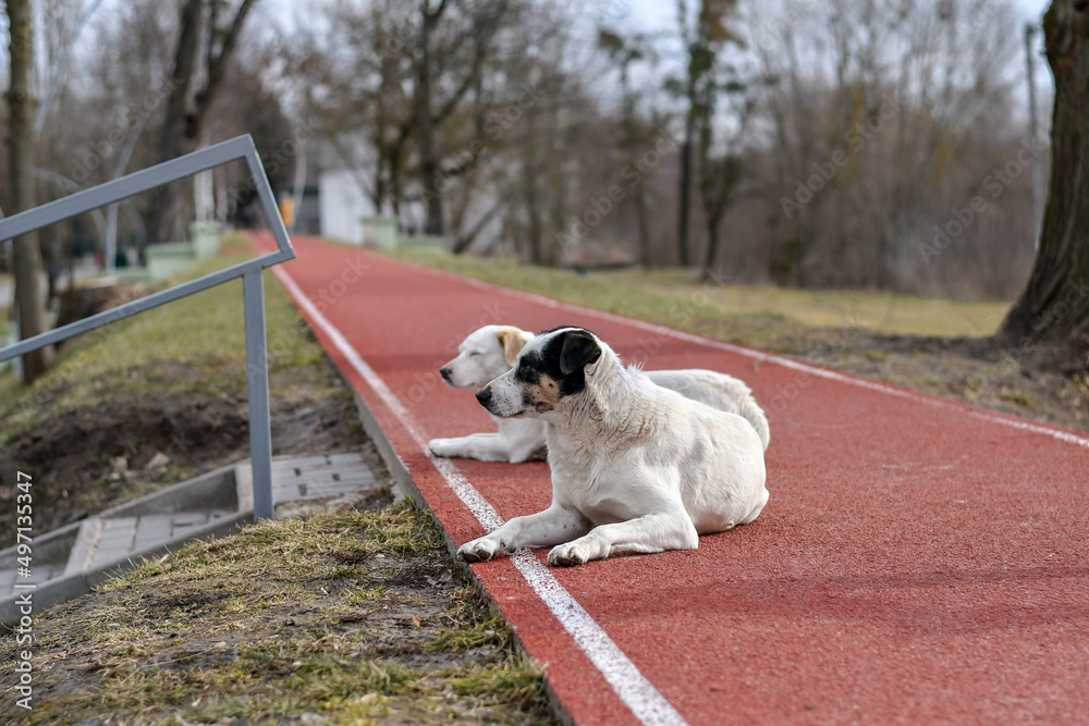 Two white dogs in the park laying on the ruuning track with artificial coating. Selective focus.
