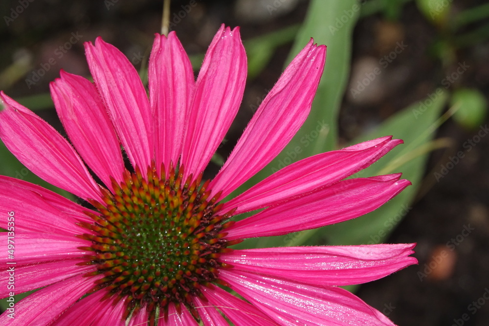 Obraz premium Echinacea