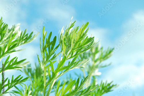 Artemisia absinthium, fresh branches of wormwood plant close up in the wild