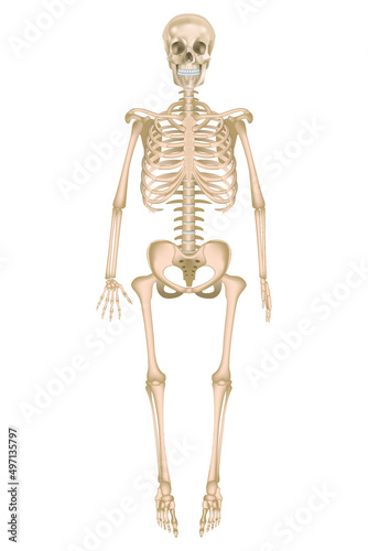 Human skeleton in full growth. Detailed anatomy. Vector illustration