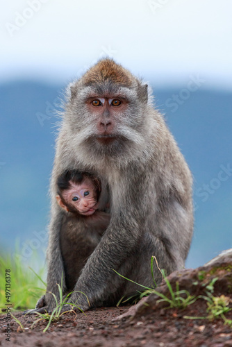 Makaken Affe Mutter mit Baby in Bali