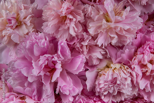 beautiful pink peony flower background