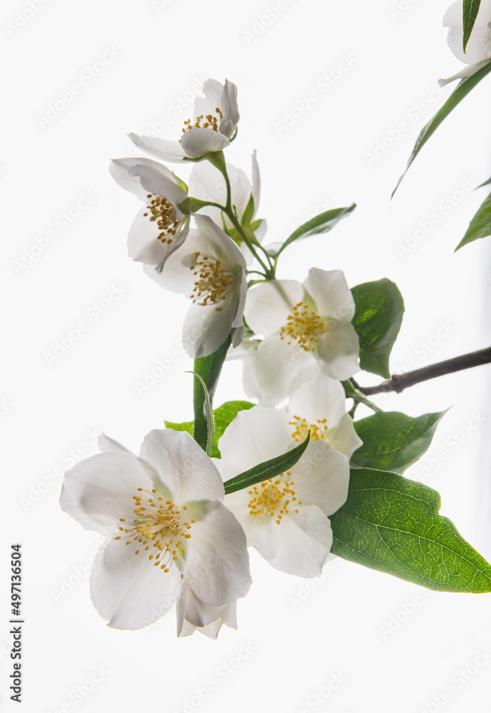 Obraz premium fresh jasmine on white background