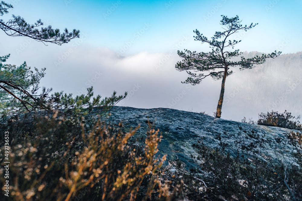 A pine tree standing on top of a sandstone rock tower above Elbe Valley (Labe river). Misty sunrise in sandstone rocks and above the biggest sandstone valley in Europe. A pine tree standing on top of a sandstone rock tower above Elbe Valley (Labe river). Misty sunrise in sandstone rocks and above the biggest sandstone valley in Europe.