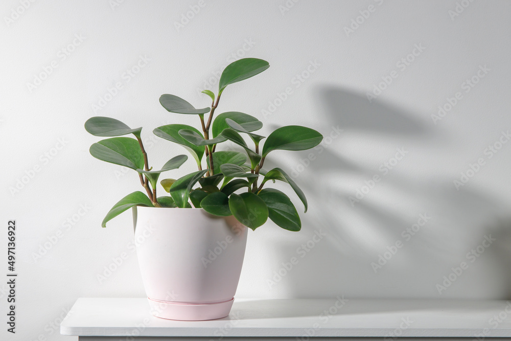 Peperomia (P. magnoliifolia) pot plant, also known as the Radiator Plant and Desert Privet Plant, with deeply wrinkled, dark green leaves, in a pink pot on the white shelf