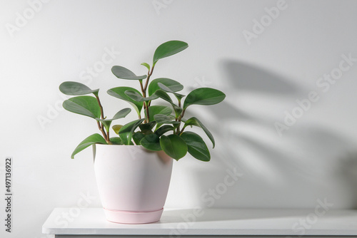 Peperomia (P. magnoliifolia) pot plant, also known as the Radiator Plant and Desert Privet Plant, with deeply wrinkled, dark green leaves, in a pink pot on the white shelf