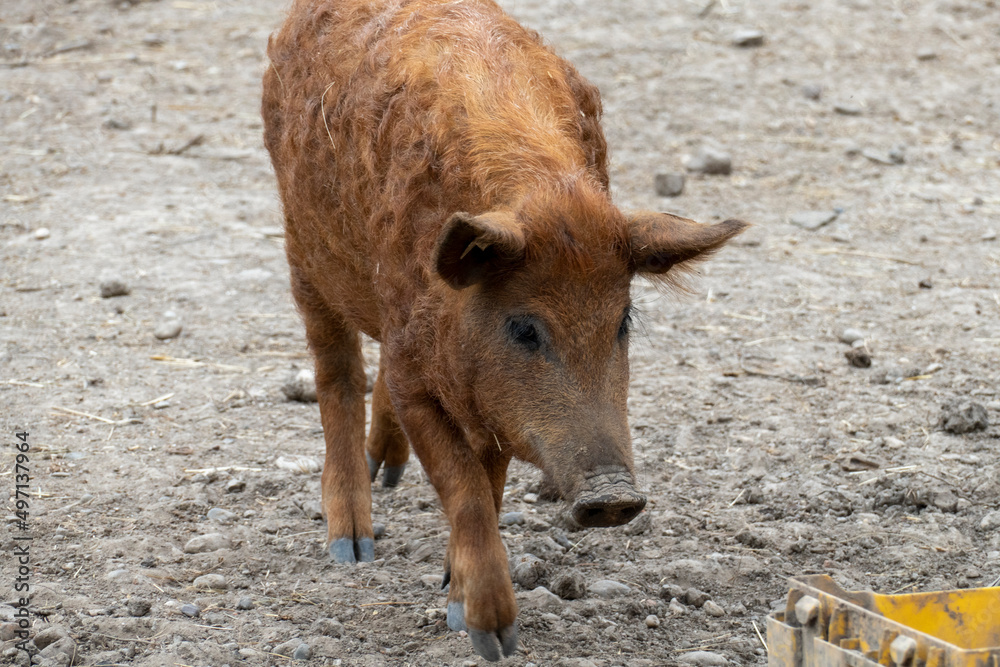 Fototapeta premium Wollschwein Mangalica mit gekräuseltem, lockigen Fell