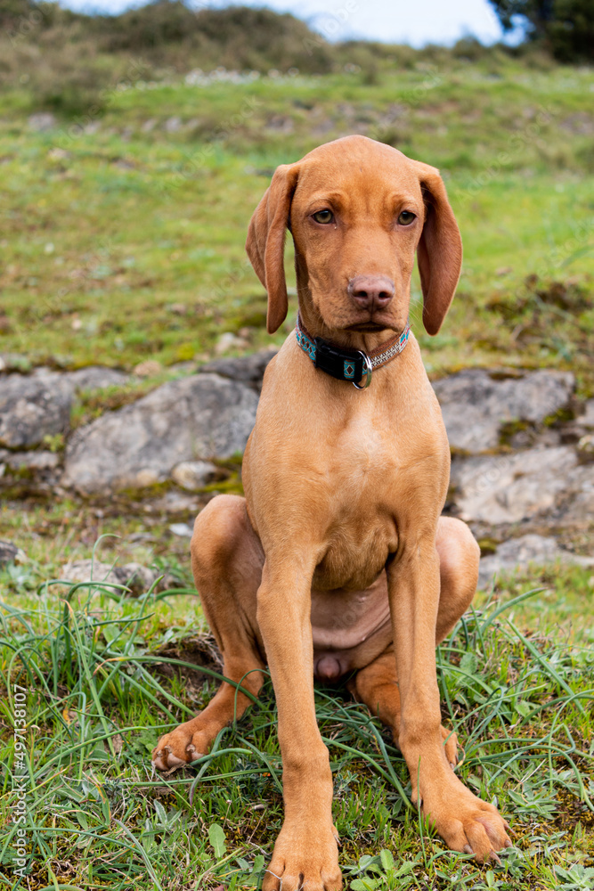 small hungarian braque puppy sitting small hungarian braque puppy sitting