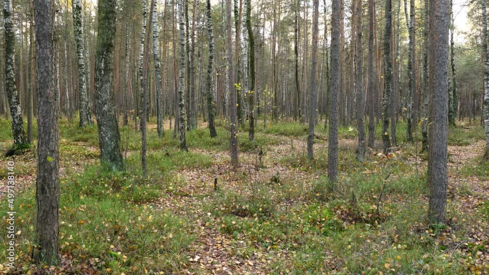 Young mixed forest or grove at autumn time, small leaves fly down. Marshy area looks dry now. Sparse growing pine and birch trees, fallen leaves and green plants on ground Young mixed forest or grove at autumn time, small leaves fly down. Marshy area looks dry now. Sparse growing pine and birch trees, fallen leaves and green plants on ground