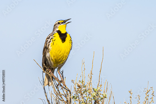 Singing Western Meadowlark (Sturnella neglecta) photo