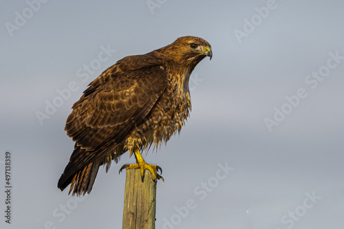 Perching Red-tailed Hawk (Buteo jamaicensis) © Hanjo Hellmann