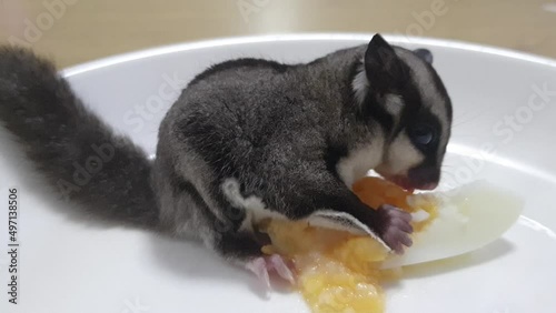 Flying squirrel, Sugarglider eating apple. Close up sugar glider eating food from bowl. pet animal photo