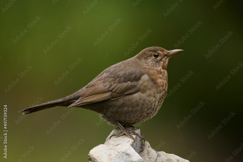 Female common blackbird resting on a rock. Female common blackbird resting on a rock.