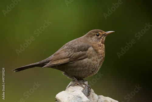 Female common blackbird resting on a rock.