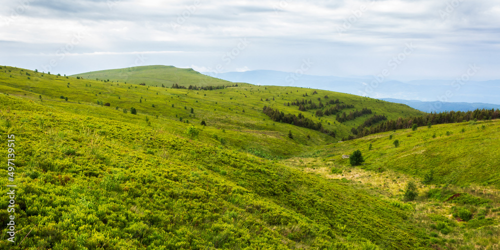 green rolling hills of mountain runa. beautiful nature landscape of carpathian mountains. cloudy summer weather