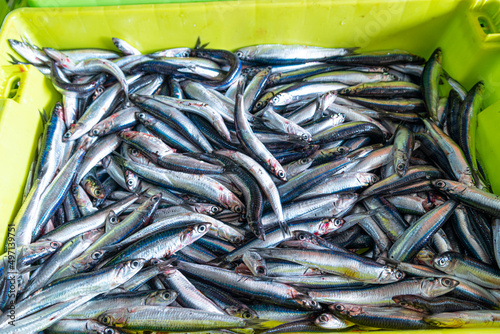 Anchoas recién pescadas en cajas esperando a la subasta en el puerto