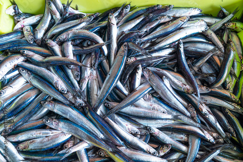 Anchoas recién pescadas en cajas esperando a la subasta en el puerto