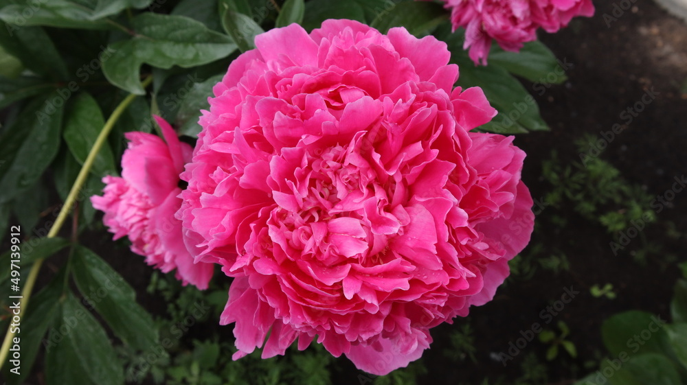 Close-up of a blooming flower. Pink peony petals close-up. Photos in macro mode. Close-up of a blooming flower. Pink peony petals close-up. Photos in macro mode.