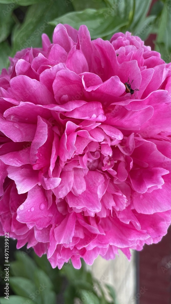 Close-up of a blooming flower. Pink peony petals close-up. Photos in macro mode.